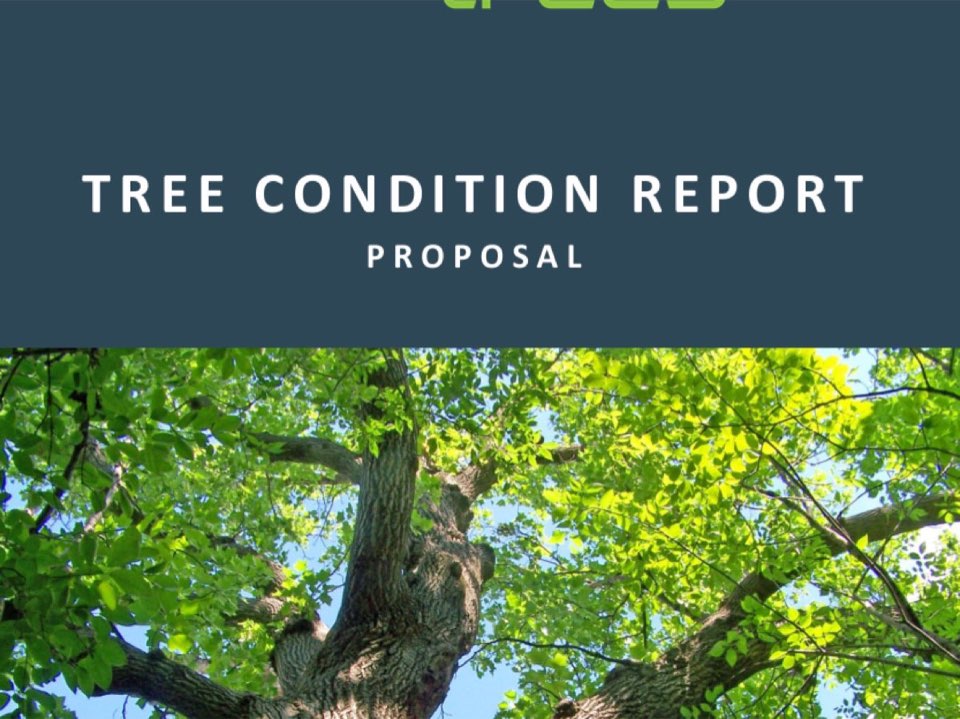 Sample Enviro Trees UK tree condition report - what the customer receives