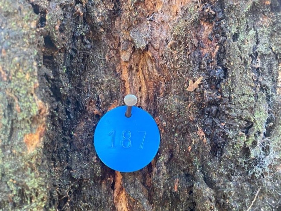 Numbered survey tag fixed to a mature tree trunk during an Enviro Trees UK inspection