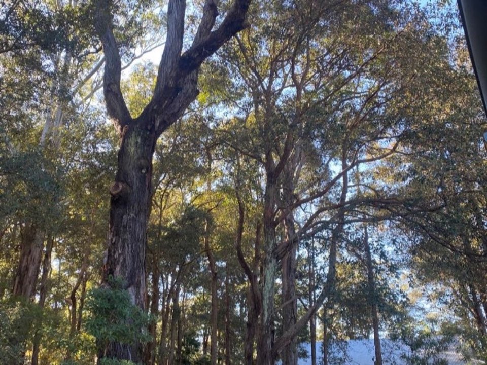 Mature trees in a Na h-Eileanan Siar parkland setting due for routine re-inspection