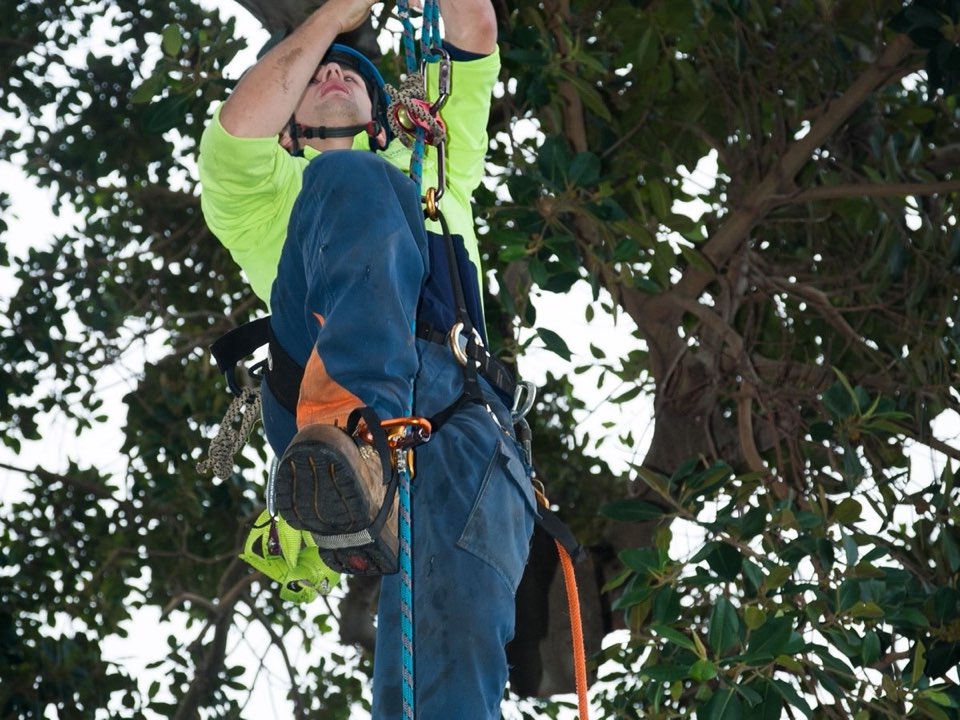 Qualified arborist working in a mature tree during an Enviro Trees UK survey in Na h-Eileanan Siar
